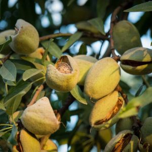 Almendro