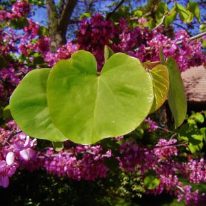 Arbol de Judea