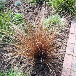 Carex bronce