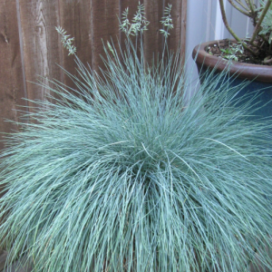 Festuca glauca.