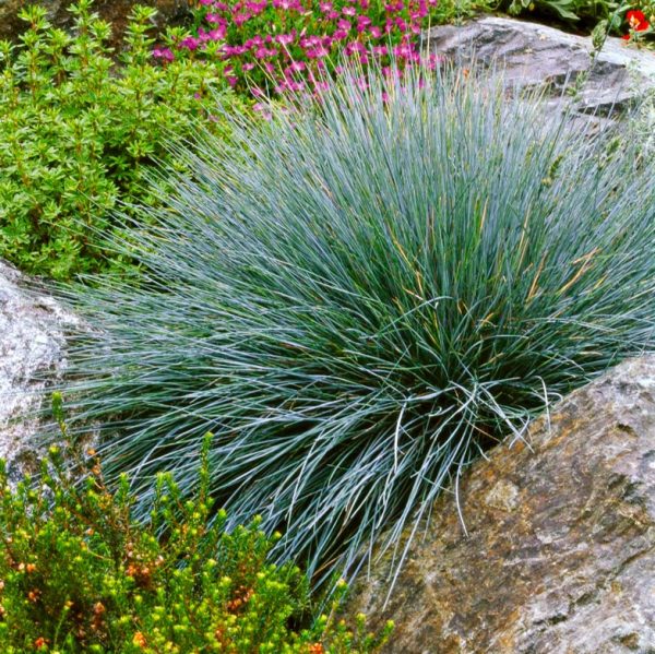 Festuca glauca. - Imagen 2