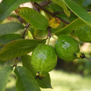 Guavas