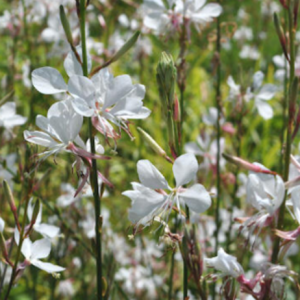 Gaura blanca