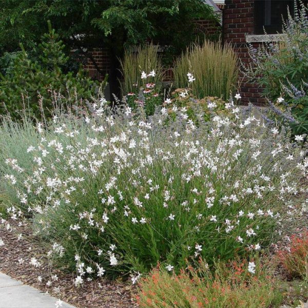 Gaura blanca - Imagen 2