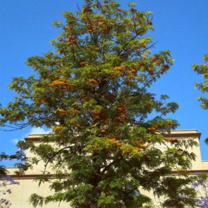 Grevillea