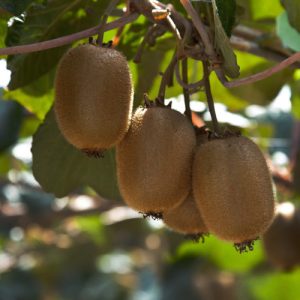 Kiwi