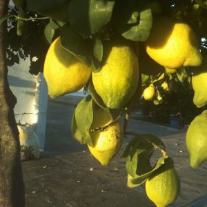 Limonero