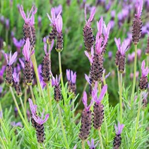 Lavanda.