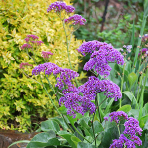 Limonium
