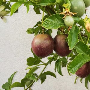 Maracuya