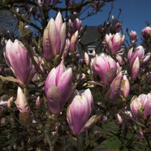 Magnolio soulangeana