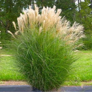 Miscanthus sinensis