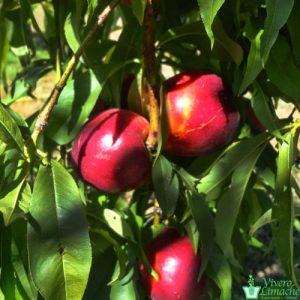 Nectarines