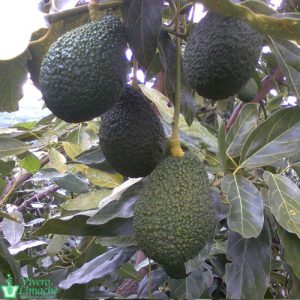 Palto