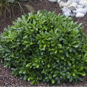 Pitosporum tobira nana