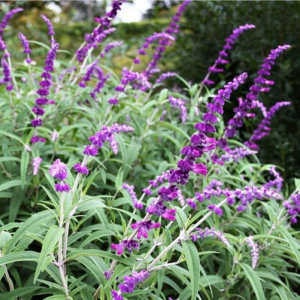 Salvia leucantha
