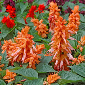 Salvia vista