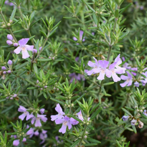 Westringia