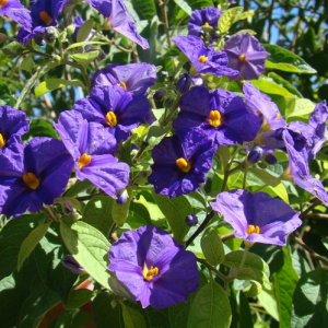Solanum ratoneti