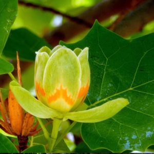 Tulipero