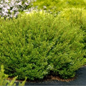 Diosma