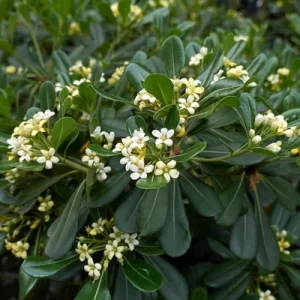 Pitosporo arbustivo