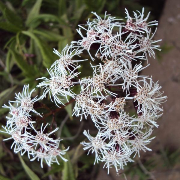 Salvia macho