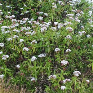 Abelia