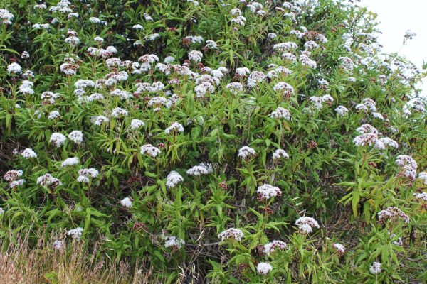 Salvia macho - Imagen 2